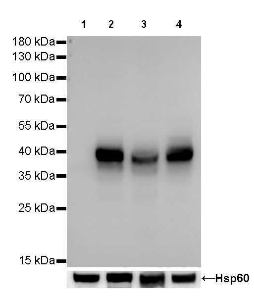 CD40 Recombinant Rabbit mAb (SDT-145-45)