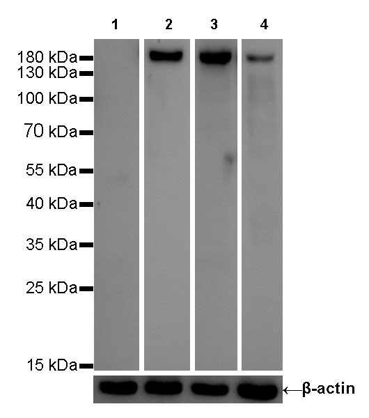 CD11b Recombinant Rabbit mAb (SDT-058-44)