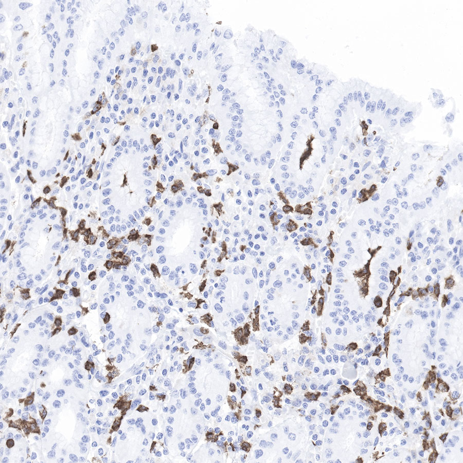 CD11b Recombinant Rabbit mAb (SDT-058-44)