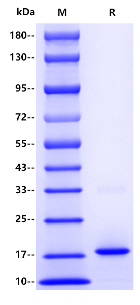 Recombinant Human IL-10 Protein(C-10His)