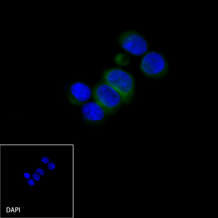 DLL3 Recombinant Rabbit mAb (SDT-207-59)