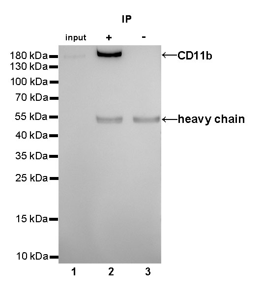 CD11b Recombinant Rabbit mAb (SDT-058-44)