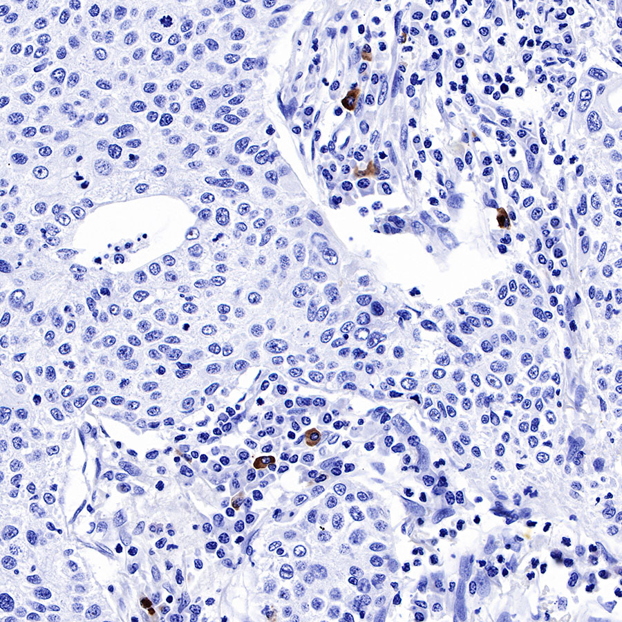 IGJ Recombinant Rabbit mAb (SDT-R128)