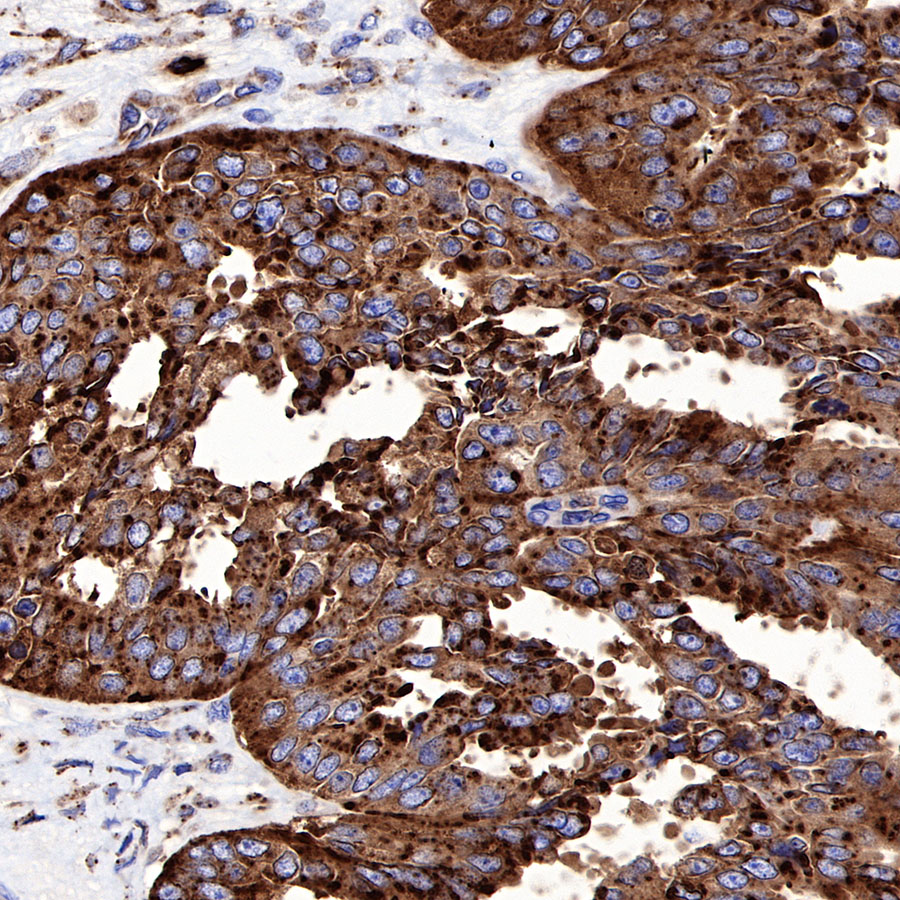 CD63 Recombinant Rabbit mAb (SDT-230-3)