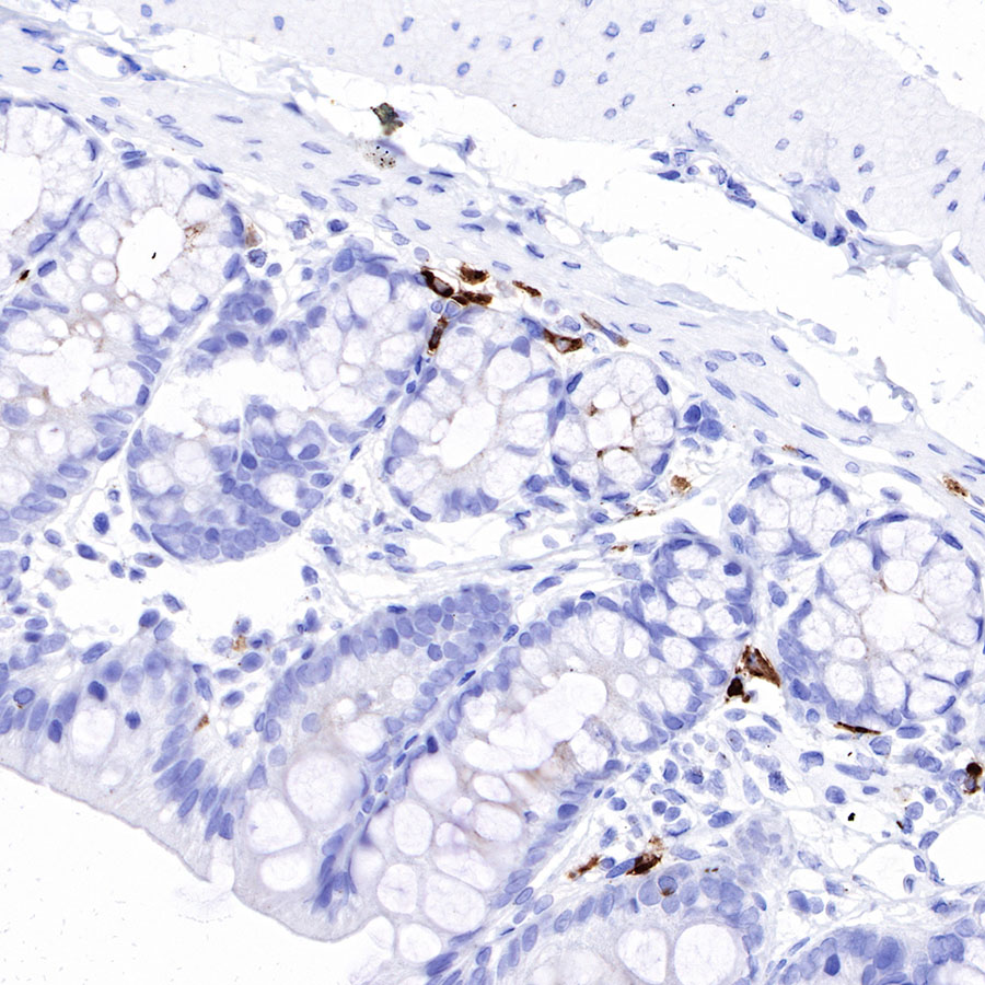 IGJ Recombinant Rabbit mAb (SDT-R128)