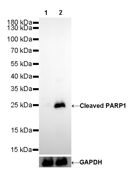 Cleaved PARP1 Recombinant Rabbit mAb,PBS Only (SDT-R084)