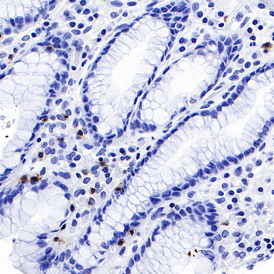 CD8α Recombinant Mouse mAb (SDT-126-8)